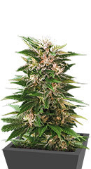 Kaya 47 fem (Advanced Seeds) семена конопли