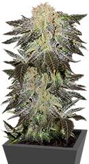Mendocino Madness regular (TH Seeds)