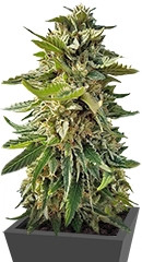 Sour Diesel (Sativa's Sour Diesel) regular (Nirvana Seeds)