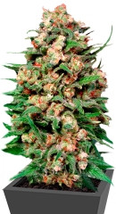 Skunk #1 regular (Dutch Passion)