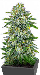 The White Fire OG fem (Seedkeepers)
