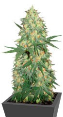 White Rhino regular (Nirvana Seeds)