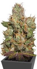 707 Truthband by Emerald Mountain fem (Humboldt Seeds)