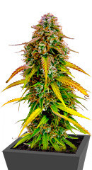 Auto Bruce Banner XXL fem (Advanced Seeds)