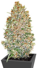 Auto Chocolate Skunk fem (00 Seeds)