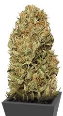 Blue Dream Auto fem (Humboldt Seeds)