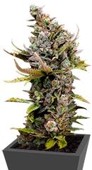 Cheese fem (Dinafem Seeds)