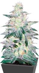 Locomotive fem (Bulk Seed Bank)