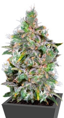 Magic Bud fem (Paradise Seeds)