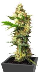 Urban Poison fem (Nirvana Seeds)