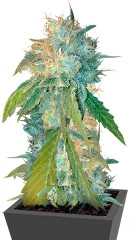 Yumbolt 47 fem (World of Seeds)