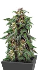 Biddy Early fem (Serious Seeds)