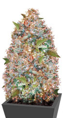 Auto Chronic Monster XXL (Auto Chronic XXL) fem (Victory Seeds)