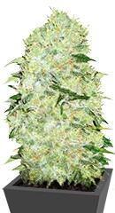 Bubblegum Extra fem (Bulk Seed Bank)