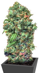 Love Peace fem (VIP Seeds)