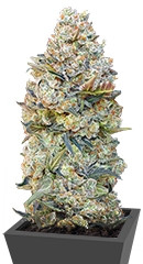 Chocolate Skunk fem (00 Seeds)