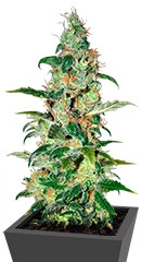 Chronic Haze fem (World of Seeds)