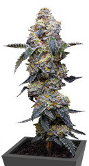 Farmer’s Daughter fem (Humboldt Seed Company)