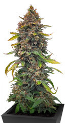 Grandmommy Purple Auto fem (Herbies Seeds)