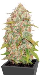 Lemon Skunk regular (DNA Genetics)