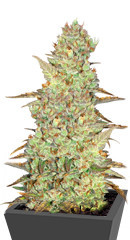 Mimosa Cake Auto fem (FastBuds)