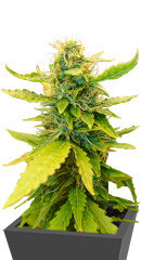 Northern Russian Auto fem (Kalashnikov Seeds)