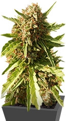 Купить семена марихуаны Red Cherry Berry мини