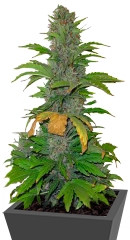 Speed Devil #2 Auto fem (Sweet Seeds)