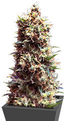 Tropicana Cookies Auto fem ( Cali Buds Seeds) семена конопли