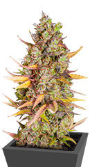 Wedding Cheesecake FF fem (FastBuds) семена конопли