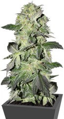 Buddha Calamity Jane Auto fem (Buddha Seeds)