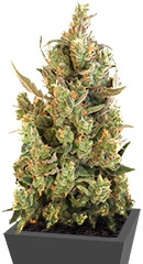 Blueberry Cheese (Blue Cheese) fem (Barney's Farm)