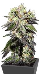 Caboose fem (Strain Hunters)