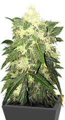 OG Kush Automatic fem (Nirvana Seeds)