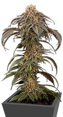 Purple Afghan Kush fem (Dinafem Seeds)