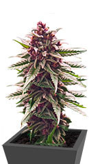 Still Bubba fem (AlphaFem Seeds) семена конопли