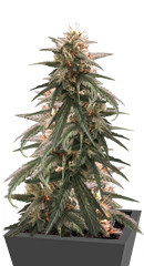 Strawberry Amnesia fem (Herbies Seeds)