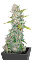 Strawberry Cream fem (Sumo Seeds)