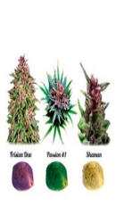 Colour Mix 1 fem (Dutch Passion)