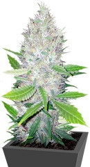 Blackberry fem (Nirvana Seeds) семена конопли