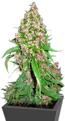 Frisian Duck fem (Dutch Passion)