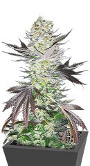 Gelato fem (Blimburn Seeds)