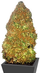 Jackpot Auto fem (Heavyweight Seeds)