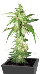 LA Confidential regular (DNA Genetics)