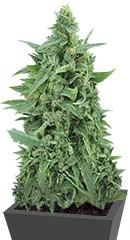 OG Kush Auto fem (Dr. Krippling Seeds)