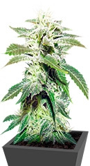 Original White Widow (IBL) fem (Paradise Seeds)