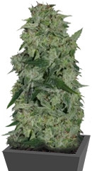 Osiris fem (Pyramid Seeds)