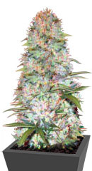 Red Russian XXL (White Russian XXL) fem (Victory Seeds)