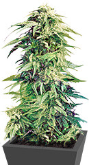 Super Hindu Kush regular (Sumo Seeds)