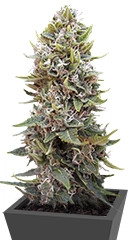 Auto Cheese Berry (Auto Hashchis Berry) fem (00 Seeds)